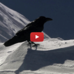 Swallow The Sun - The Womb Of Winter