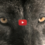 Arch Enemy - You Will Know My Name