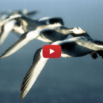 Nick Cave - By My Side