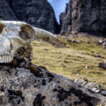 Moonsorrow - Raunioilla