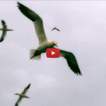 Munarheim - Sehnsucht